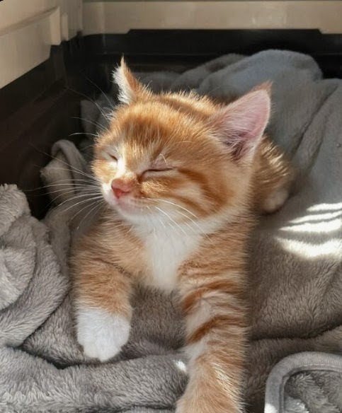 My beautiful cat
